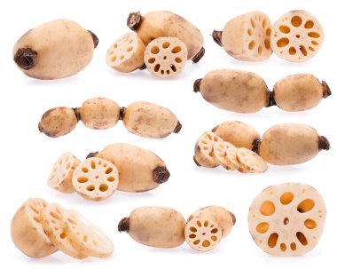 Nilüfer kökü Koleksiyonu Beyaz Arkaplanda İzole Edildi