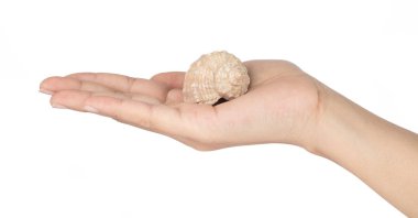 Beyaz arka planda izole edilmiş güzel deniz kabuğu.