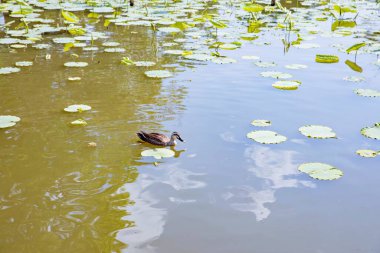 Kanalda bir ördeğin portresi.