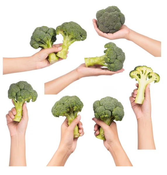 Koleksi Tangan Memegang Brokoli Terisolasi Latar Belakang Putih — Stok Foto
