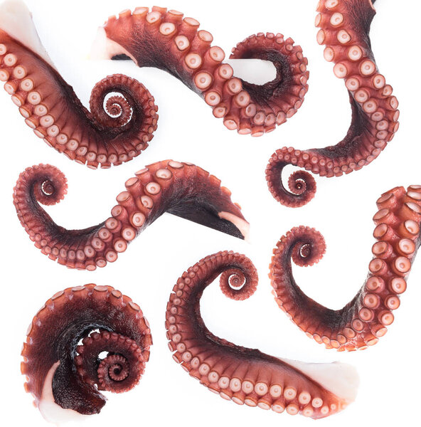 Set of octopus tentacles isolated on white background.
