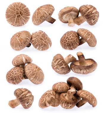 Beyaz arkaplanda izole edilmiş shiitake mantarı koleksiyonu