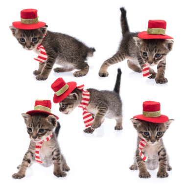 Beyaz arka planda izole edilmiş kırmızı Noel şapkalı şirin kedi koleksiyonu..