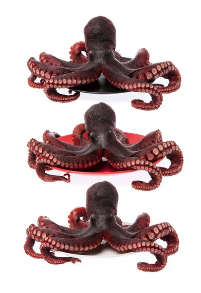 Коллекция Octopus Vulgaris Пластине Изолированной Белого Фона — стоковое фото