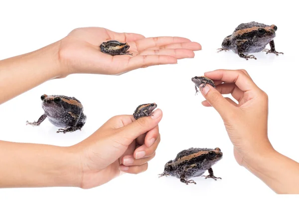 Raccolta Mano Tenuta Rana Isolata Sfondo Bianco — Foto Stock