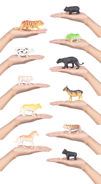 Collection Jouets Pour Animaux Tenus Main Isolés Sur Fond Blanc — Photo