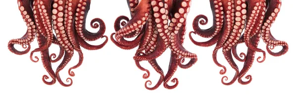 Set Octopustentakels Geïsoleerd Witte Achtergrond — Stockfoto