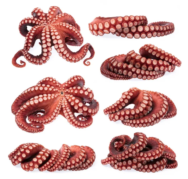 Set Octopustentakels Geïsoleerd Witte Achtergrond — Stockfoto