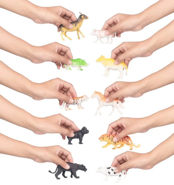 Collection Jouets Pour Animaux Tenus Main Isolés Sur Fond Blanc — Photo