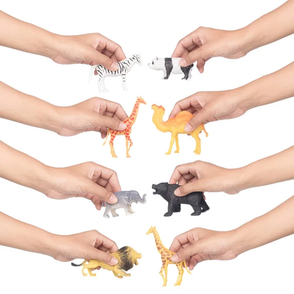 Collection Jouets Pour Animaux Tenus Main Isolés Sur Fond Blanc — Photo