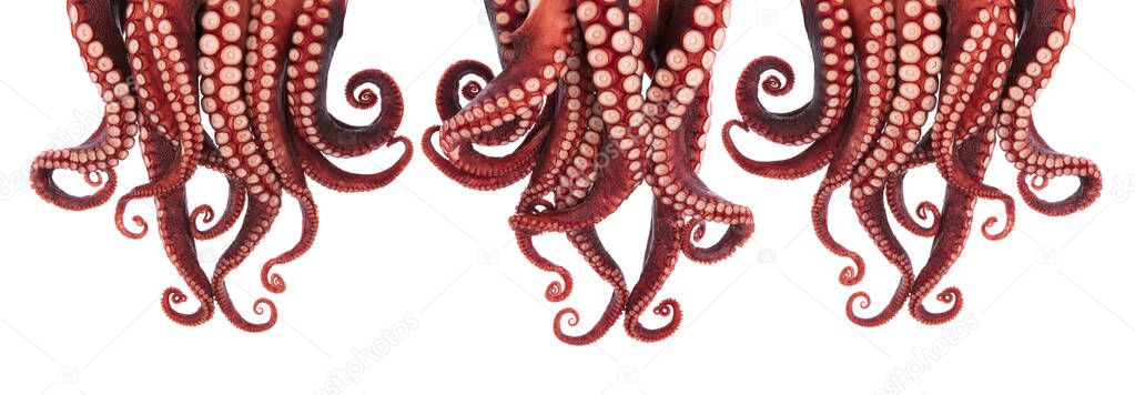Set of octopus tentacles isolated on white background.