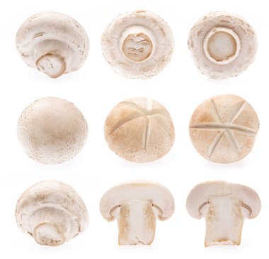 Şampiyon Mantar Koleksiyonu beyaz arkaplanda izole edildi
