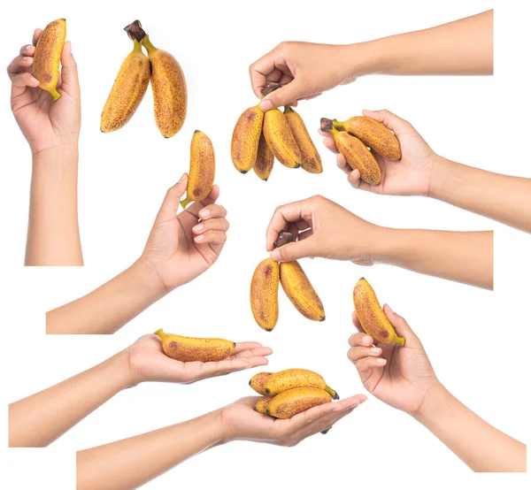 Raccolta Banane Mano Isolate Sfondo Bianco — Foto Stock