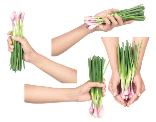 Collection Hand Holding Onion Spring Isolated White Background — Stock Photo, Image