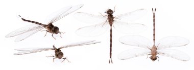 Dragonfly koleksiyonu beyaz bir arkaplanda izole edildi.