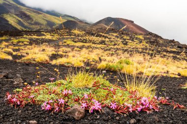 Rifugio Sapienza yakınlarındaki bulutlar arasında Etna volkanı manzarası. Tipik yaz bitkileri ve çiçekler lav akışını kısmen kaplar. Sicilya, İtalya