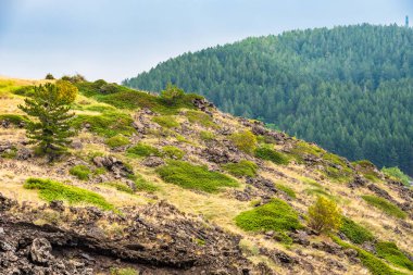 Rifugio Sapienza yakınlarındaki bulutlar arasında Etna volkanı manzarası. Tipik yaz bitkileri ve çiçekler lav akışını kısmen kaplar. Sicilya, İtalya