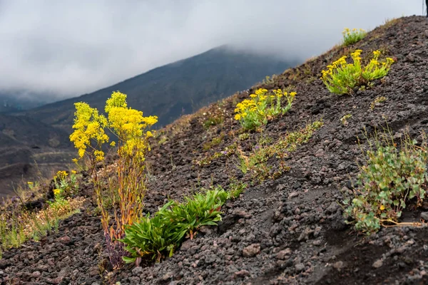 リフジオ サピエンツァ近くの雲の間のエトナ火山の風景の眺め 典型的な夏の植生と花は部分的に溶岩流を覆う シチリア島 イタリア — ストック写真