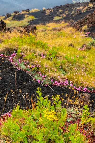 Vista Paisagem Vulcão Etna Entre Nuvens Perto Rifugio Sapienza Vegetação — Fotografia de Stock