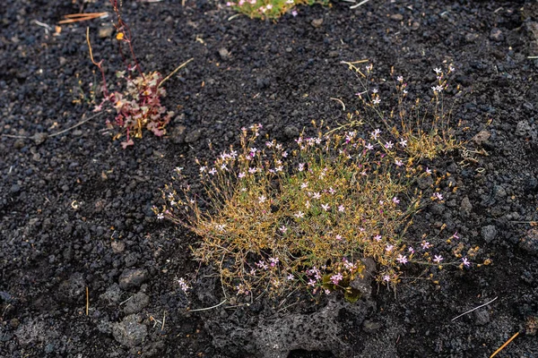 Colourful Wild Summer Flowers Growing Etna Volcano Lava Stone Surface — Stock Photo, Image