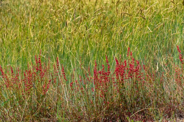 Gros plan des petites fleurs rouges typiques des paysages volcaniques de l'Etna — Photo