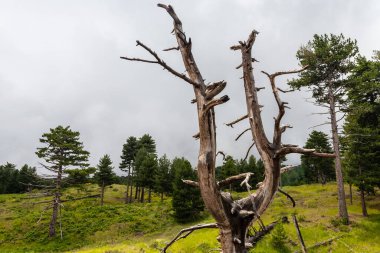 Etna volkan kraterlerinin Piyano Provenzana yakınlarındaki bulutlar arasındaki görüntüsü. Sicilya, İtalya