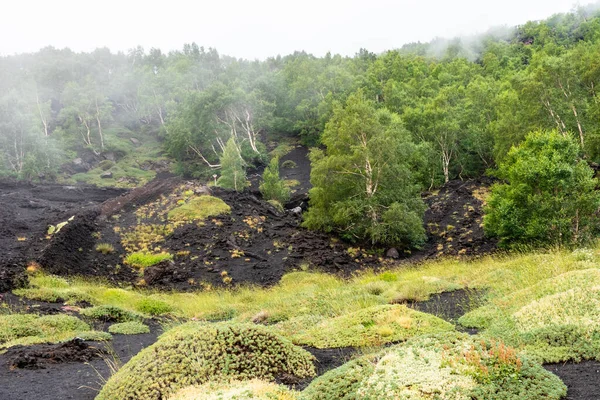 Monte Etna paisaje volcánico y su vegetación típica, Sicilia —  Fotos de Stock