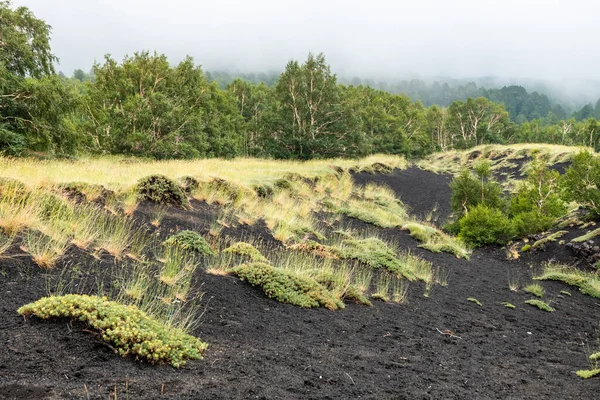 Vulkanlandschaft des Ätna und seine typische Vegetation, Sizilien — Stockfoto