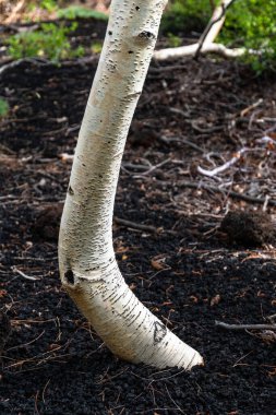 İtalya 'nın Etna Yanardağı' nın kara lav toprağında beyaz huş ağaçları.