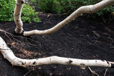 İtalya 'nın Etna Yanardağı' nın kara lav toprağında beyaz huş ağaçları.