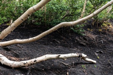 İtalya 'nın Etna Yanardağı' nın kara lav toprağında beyaz huş ağaçları.