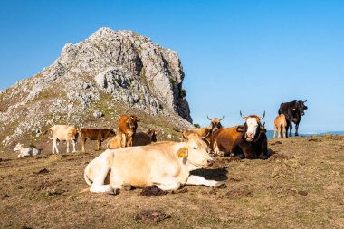 İtalya, Sicilya 'daki Nebrodi Parkı' nda Rocca del Crasto tepesinde inekler otluyor.