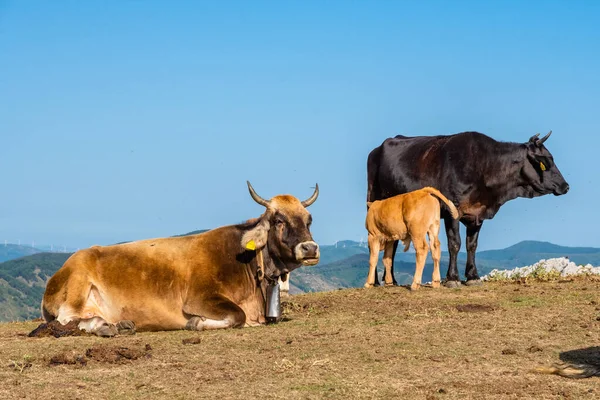 Vacas pastando no topo de Rocca del Crasto no Parque Nebrodi, Sicília, Itália — Fotografia de Stock