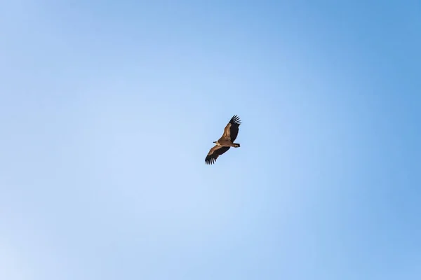 Buitre leonado girando en el cielo sobre la montaña Rocca del Crasto, Sicilia — Foto de Stock