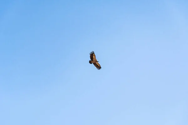 Griffon keselyű forog az égen a Rocca del Crasto hegy felett, Szicília — Stock Fotó