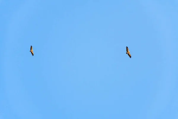 Buitre leonado girando en el cielo sobre la montaña Rocca del Crasto, Sicilia — Foto de Stock