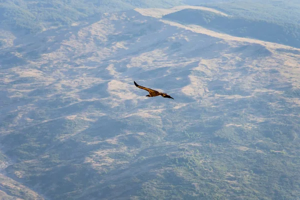 Griffon keselyű forog az égen a Rocca del Crasto hegy felett, Szicília — Stock Fotó