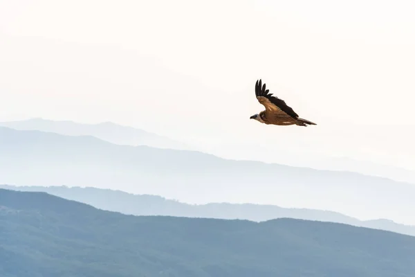 Griffon vulture spinning on the sky above Rocca del Crasto mountain, Sicily — Stock Photo, Image