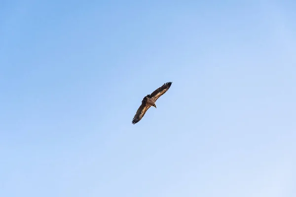 Griffon keselyű forog az égen a Rocca del Crasto hegy felett, Szicília — Stock Fotó