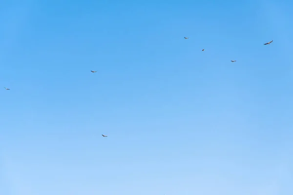 Buitre leonado girando en el cielo sobre la montaña Rocca del Crasto, Sicilia — Foto de Stock