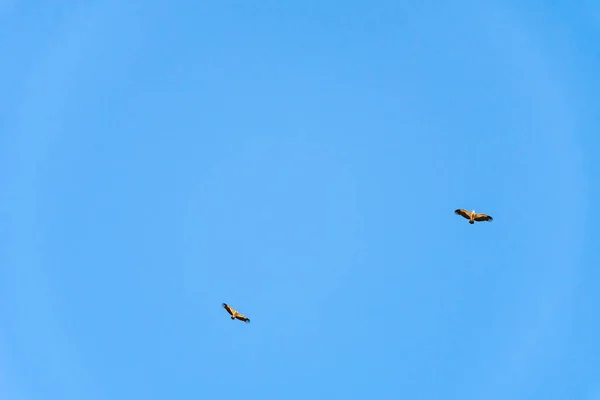 Buitre leonado girando en el cielo sobre la montaña Rocca del Crasto, Sicilia — Foto de Stock