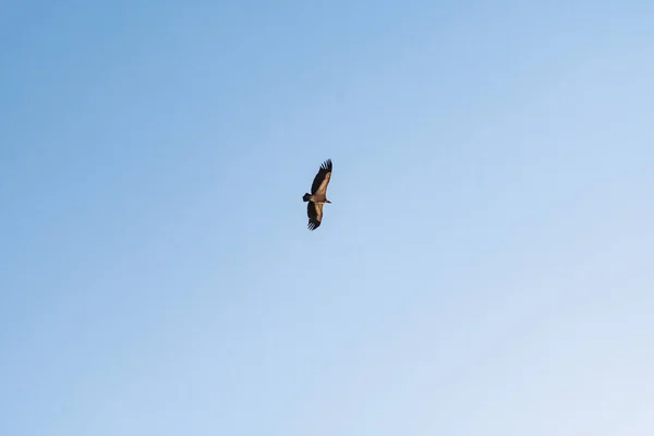Griffon vulture spinning on the sky above Rocca del Crasto mountain, Sicily — Stock Photo, Image