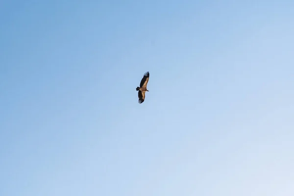 Griffon keselyű forog az égen a Rocca del Crasto hegy felett, Szicília — Stock Fotó