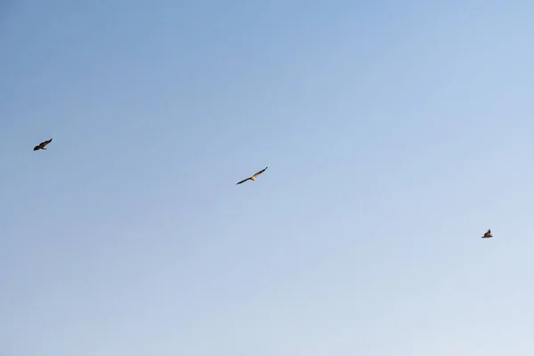 Griffon abutre girando no céu acima da montanha Rocca del Crasto, Sicília — Fotografia de Stock