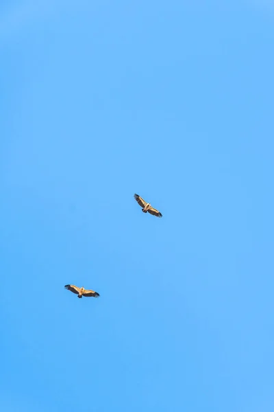 Griffon vulture spinning on the sky above Rocca del Crasto mountain, Sicily — Stock Photo, Image