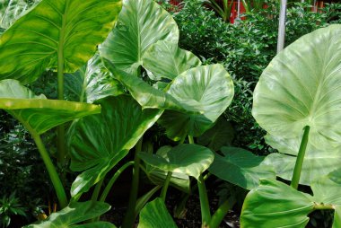 Milano 'da gerçekleştirilen 2015 ExPO. Dünyanın dört bir yanından Pavilionlar ve kültürler.