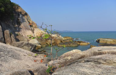 Ağaç boğuluyorum taş dışında