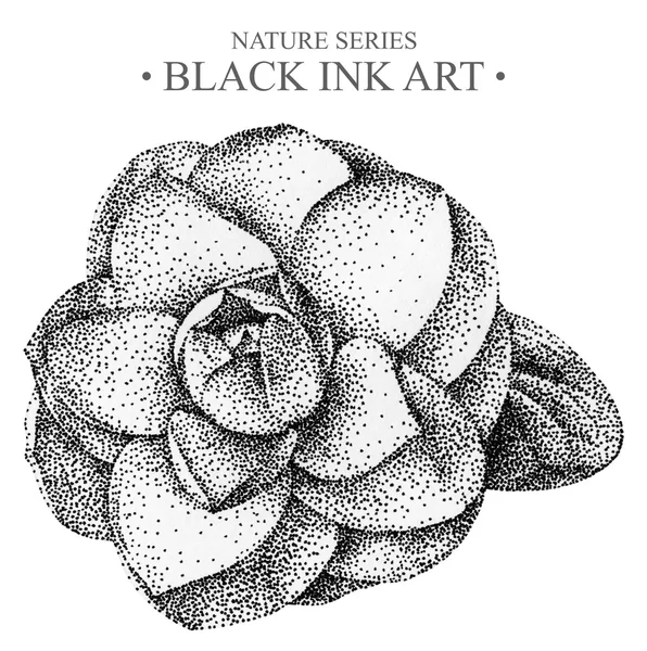 Illustration avec fleur Camellia dessinée à la main à l'encre noire — Photo