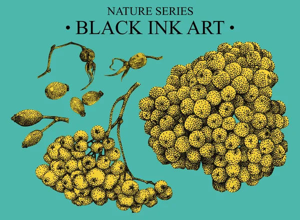 Ilustración con serbal y brezo dibujado a mano con tinta negra — Foto de Stock