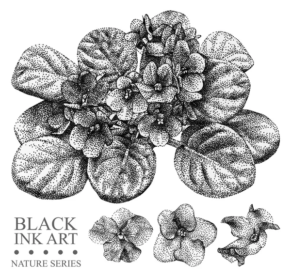Ilustração com flores Violeta desenhada à mão com tinta preta — Fotografia de Stock